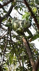 Iguana iguana
