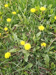 Taraxacum officinale