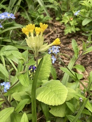 Primula veris
