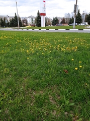 Taraxacum officinale