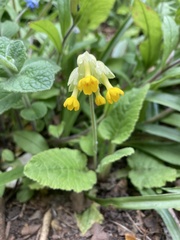 Primula veris
