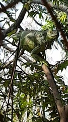 Iguana iguana