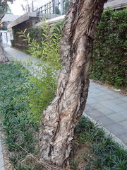 Melaleuca cajuputi cumingiana