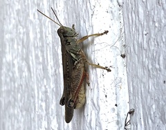 Melanoplus sanguinipes