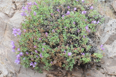 Penstemon fruticosus