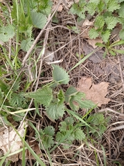 Urtica dioica