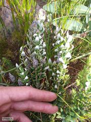 Phylica spicata spicata