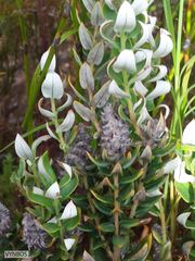 Phylica spicata spicata