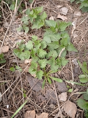 Urtica dioica