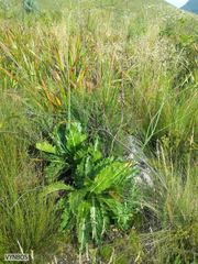 Lichtensteinia lacera