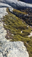 Brassicophycus sisymbrioides