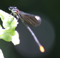 Allocnemis leucosticta