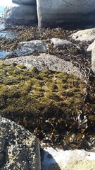 Brassicophycus sisymbrioides