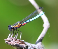 Platycypha caligata
