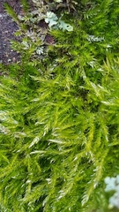 Pseudisothecium myosuroides