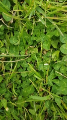 Trifolium repens