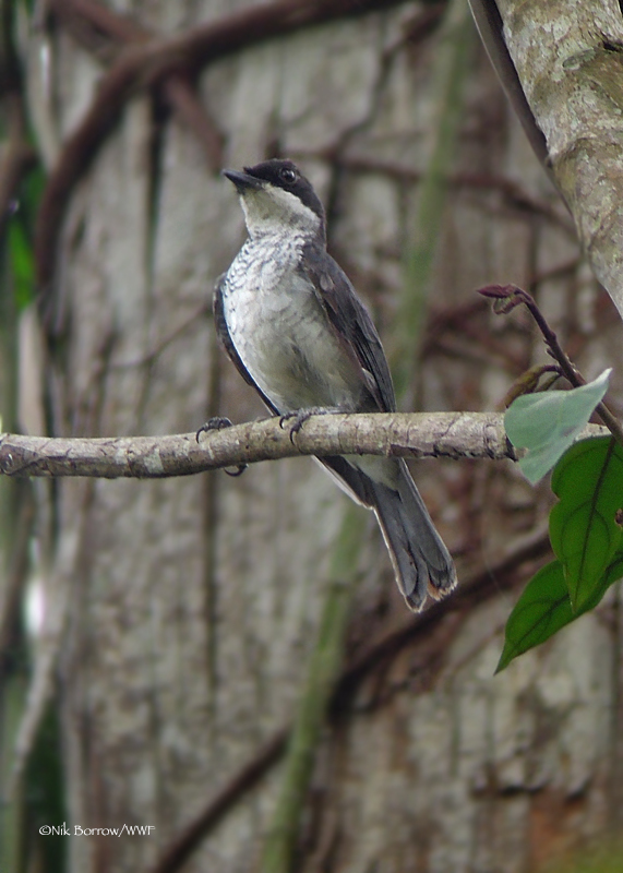 Fraser's Forest Flycatcher