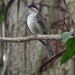 African Forest-Flycatcher - Photo (c) Nik Borrow, some rights reserved (CC BY-NC), uploaded by Nik Borrow