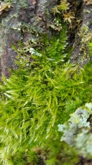 Pseudisothecium myosuroides