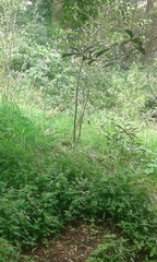 Zonotrichia capensis