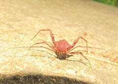 Acrogonyleptes pectinifemur