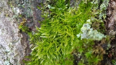 Pseudisothecium myosuroides