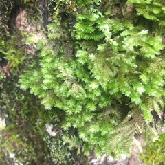 Plagiothecium laetum