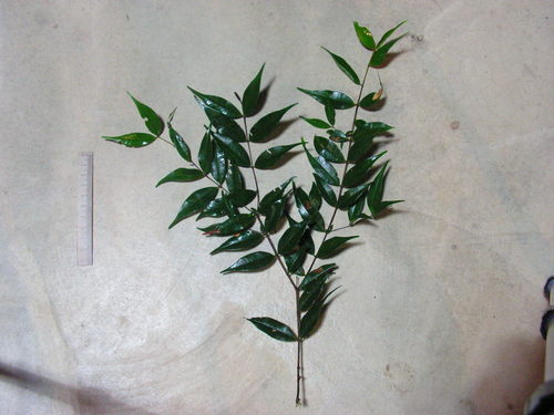 Foto de Pedra-ume-caá