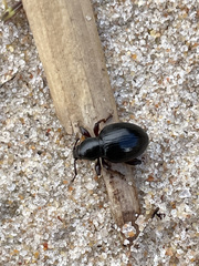 Otiorhynchus atroapterus