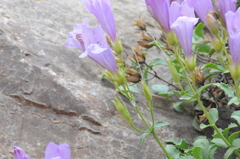 Penstemon fruticosus