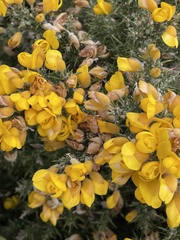 Ulex europaeus