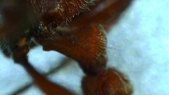 Manica