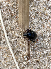 Otiorhynchus atroapterus