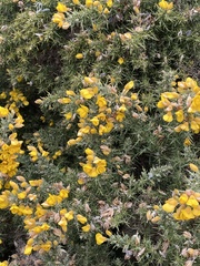 Ulex europaeus