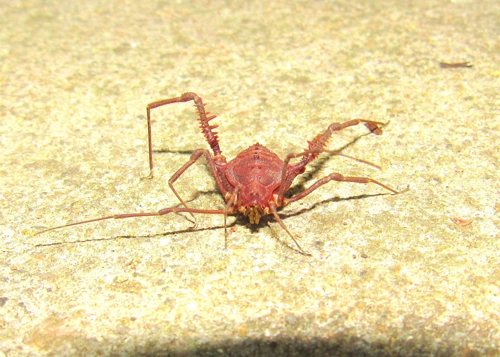 daddy longlegs
