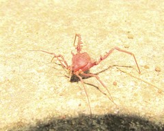 Acrogonyleptes pectinifemur