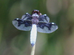 Palpopleura portia