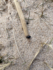 Otiorhynchus atroapterus