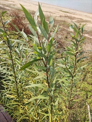 Salix babylonica