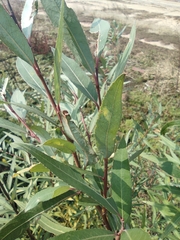 Salix babylonica