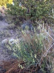 Astragalus lonchocarpus