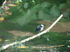Cinclus leucocephalus