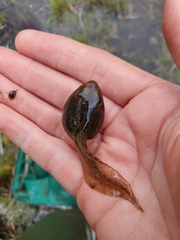 Lithobates capito