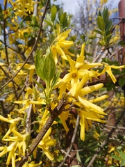 Forsythia suspensa