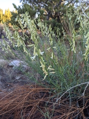 Astragalus lonchocarpus