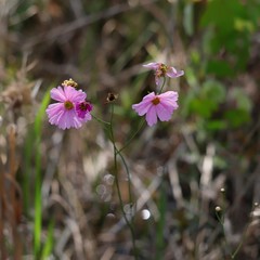 Coreopsis nudata
