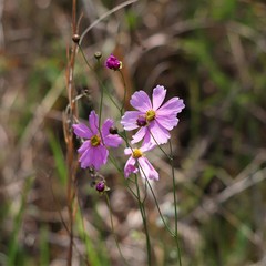 Coreopsis nudata