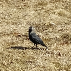 Corvus monedula soemmerringii