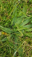 Plantago lanceolata