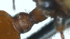 Manica